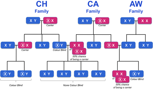 Picture 40 Of Colour Blindness Pedigree Chart Millifamily
