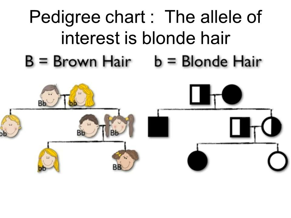 Pin By Morgan Linden On Classroom Ideas Pedigree Chart Projects To 