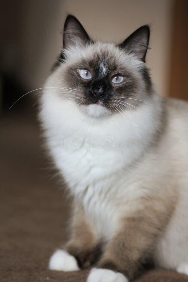 Portrait Of Siberian Pedigree Cat With Blue Eyes Stock Image Image Of 