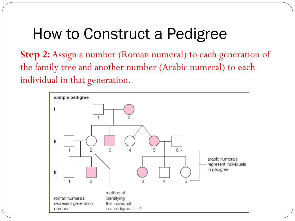 PPT Blueprint Of Life Topic 9 Pedigrees PowerPoint Presentation 