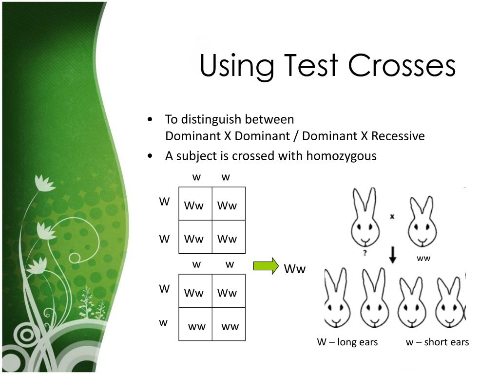 PPT Deducing Genotypes PowerPoint Presentation Free Download ID 353561