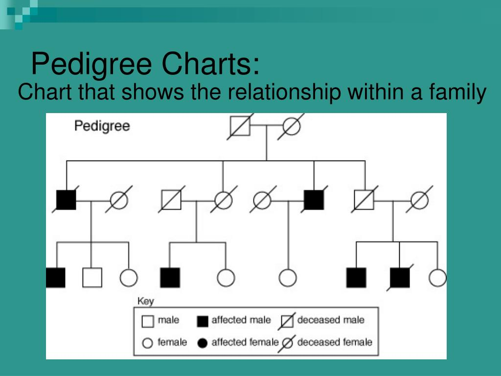 PPT Example Of Multiple Alleles PowerPoint Presentation Free 