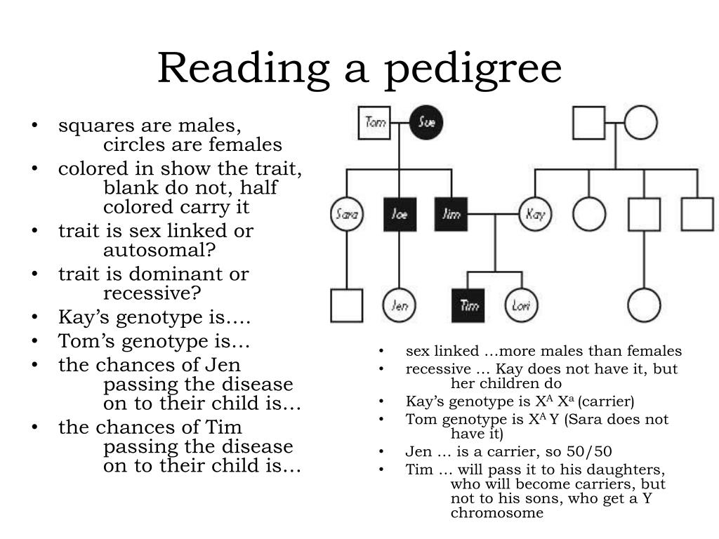 PPT Gregor Mendel PowerPoint Presentation Free Download ID 2150554
