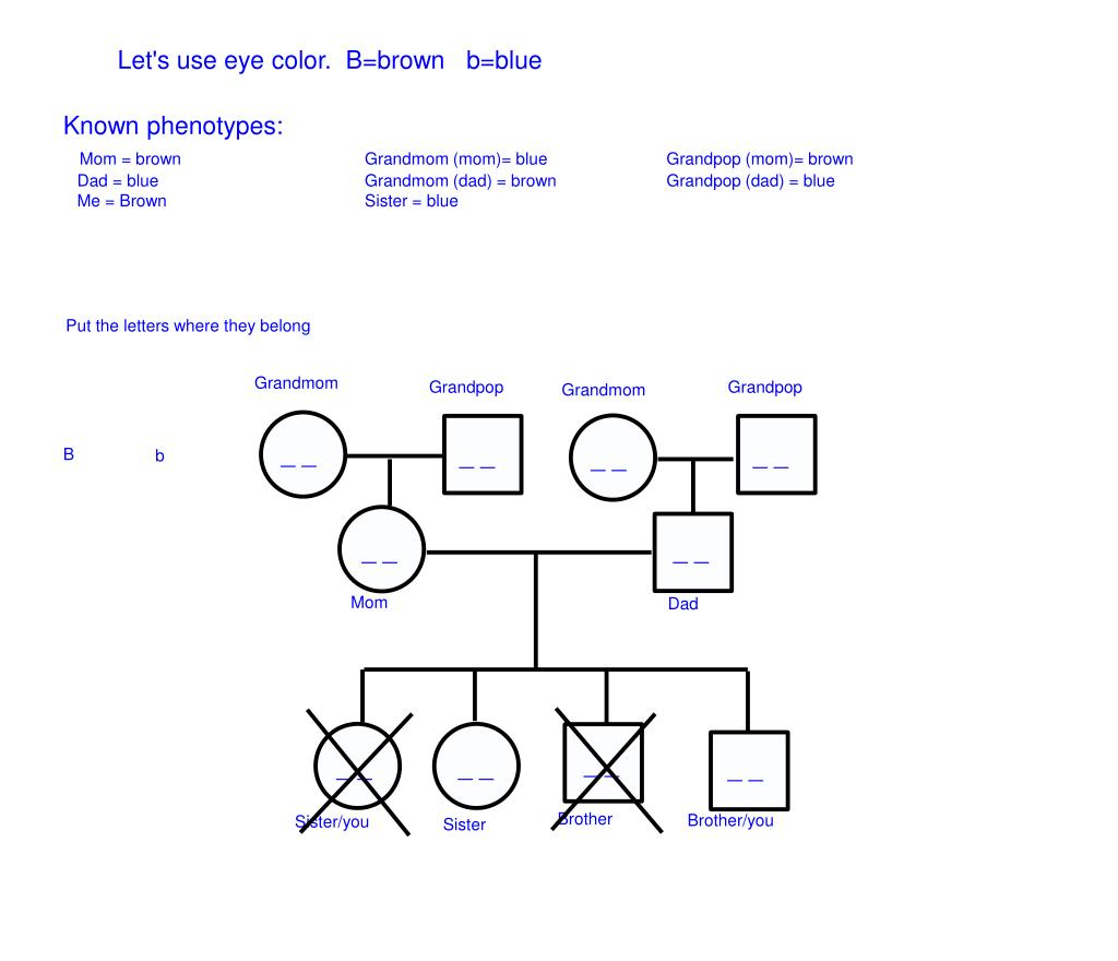 PPT How To Figure Out Your Genotype From Your Family Tree Do A 