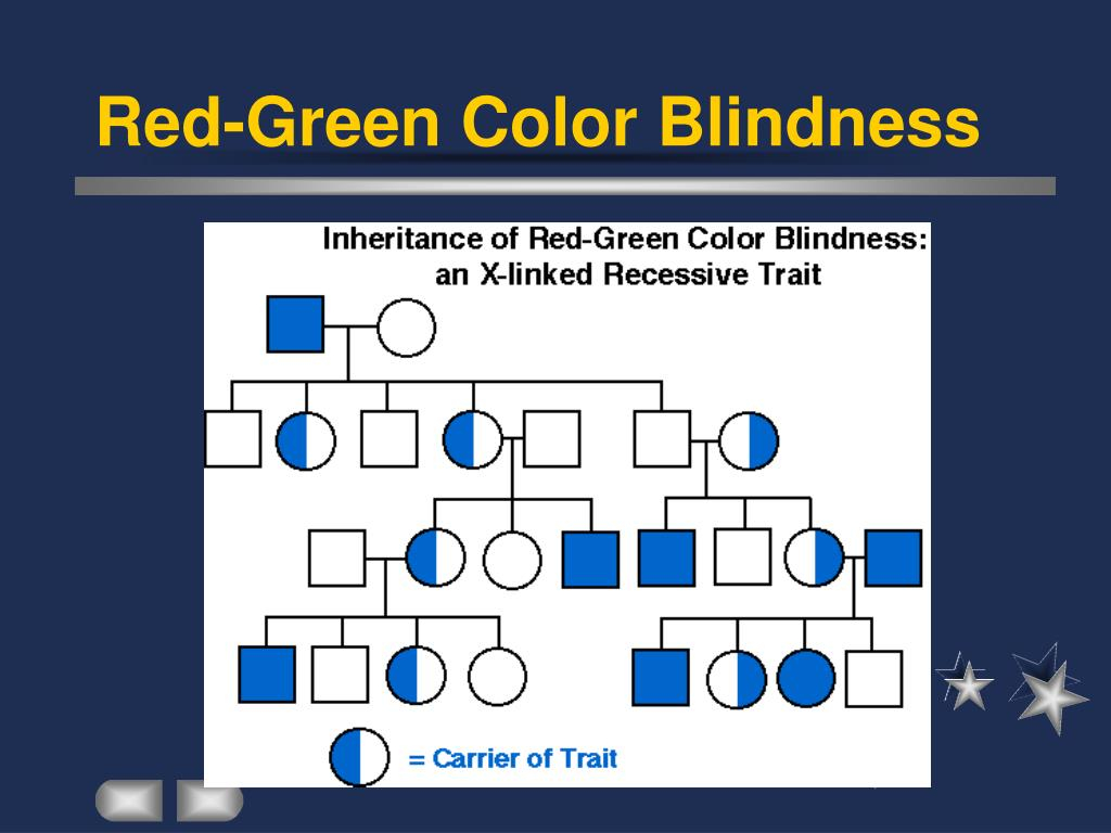 PPT Human Pedigree And Genetic Disease PowerPoint Presentation Free 
