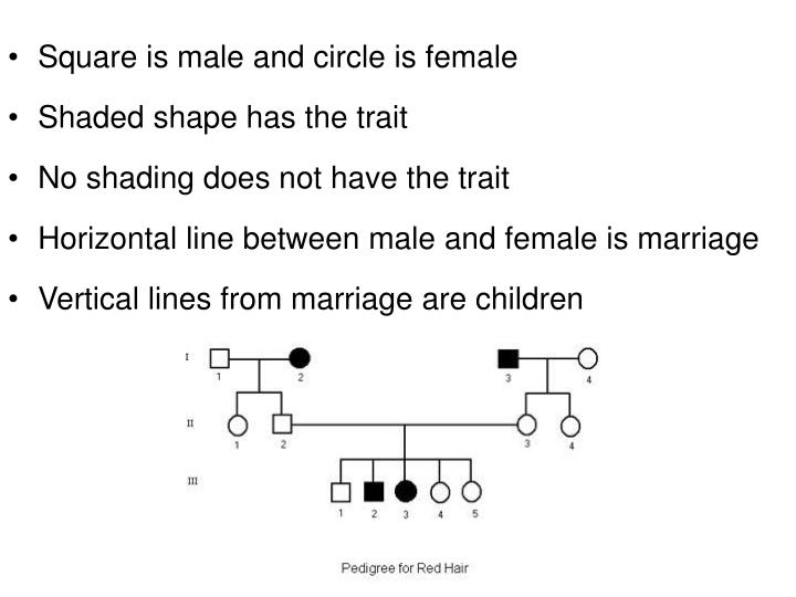 PPT Human Pedigrees PowerPoint Presentation ID 3589235