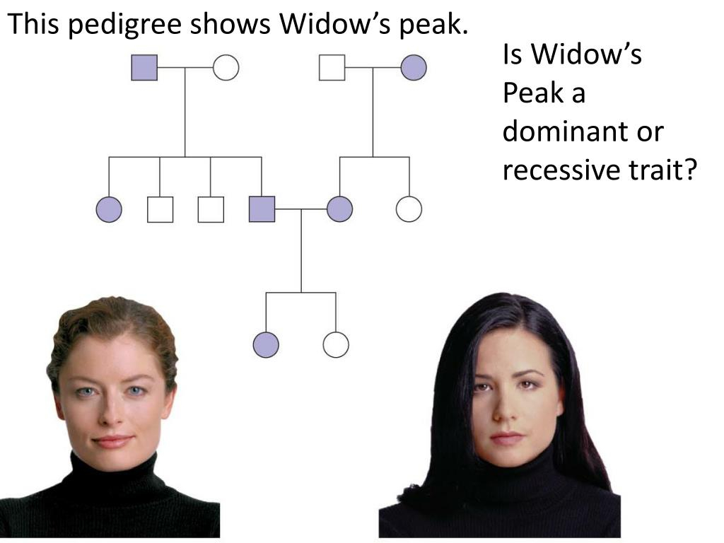 PPT Mendel s Particulate Theory Of Heredity PowerPoint Presentation 
