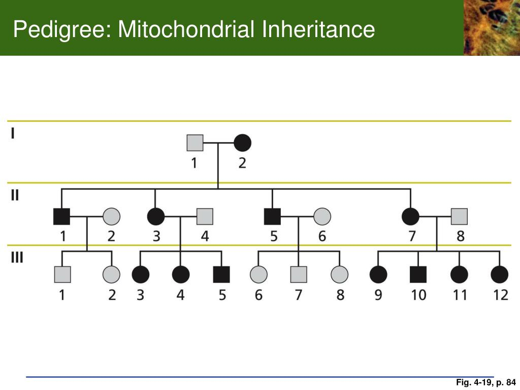 PPT Pedigree Analysis In Human Genetics Chp 4 Human Pedigrees 