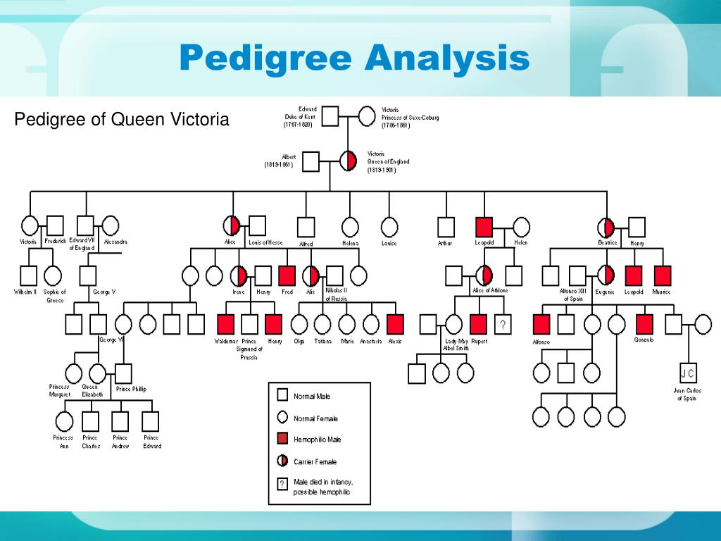 PPT Pedigree Analysis PowerPoint Presentation Free Download ID 2680937