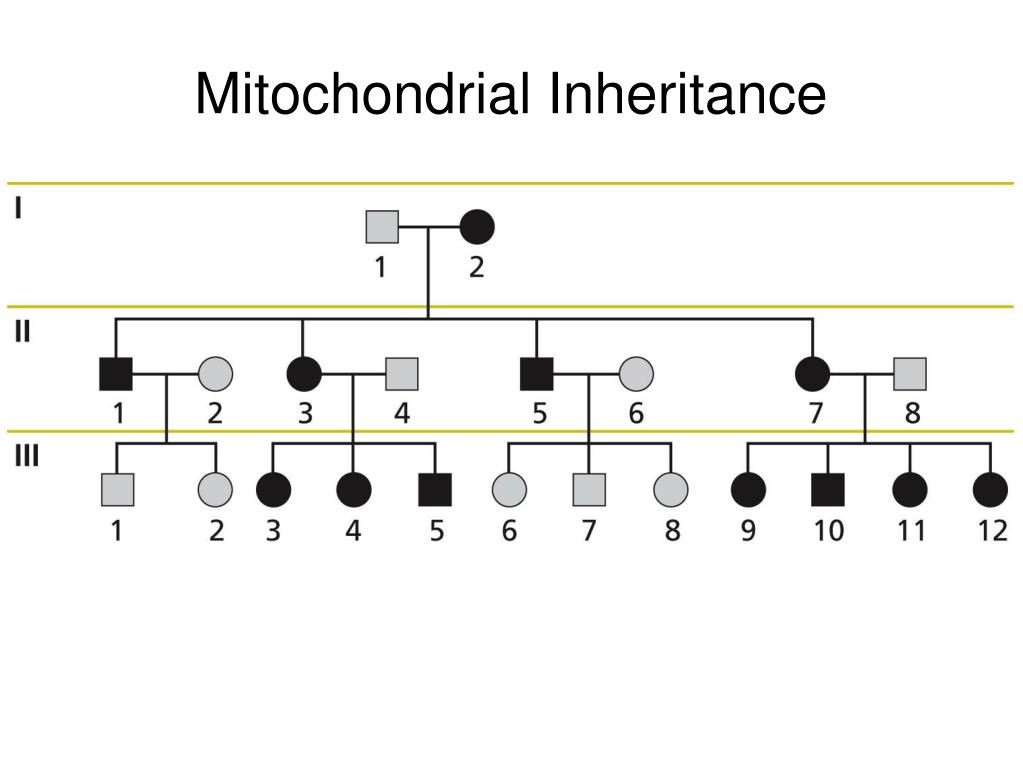 PPT Pedigrees Genetic Analysis PowerPoint Presentation Free 