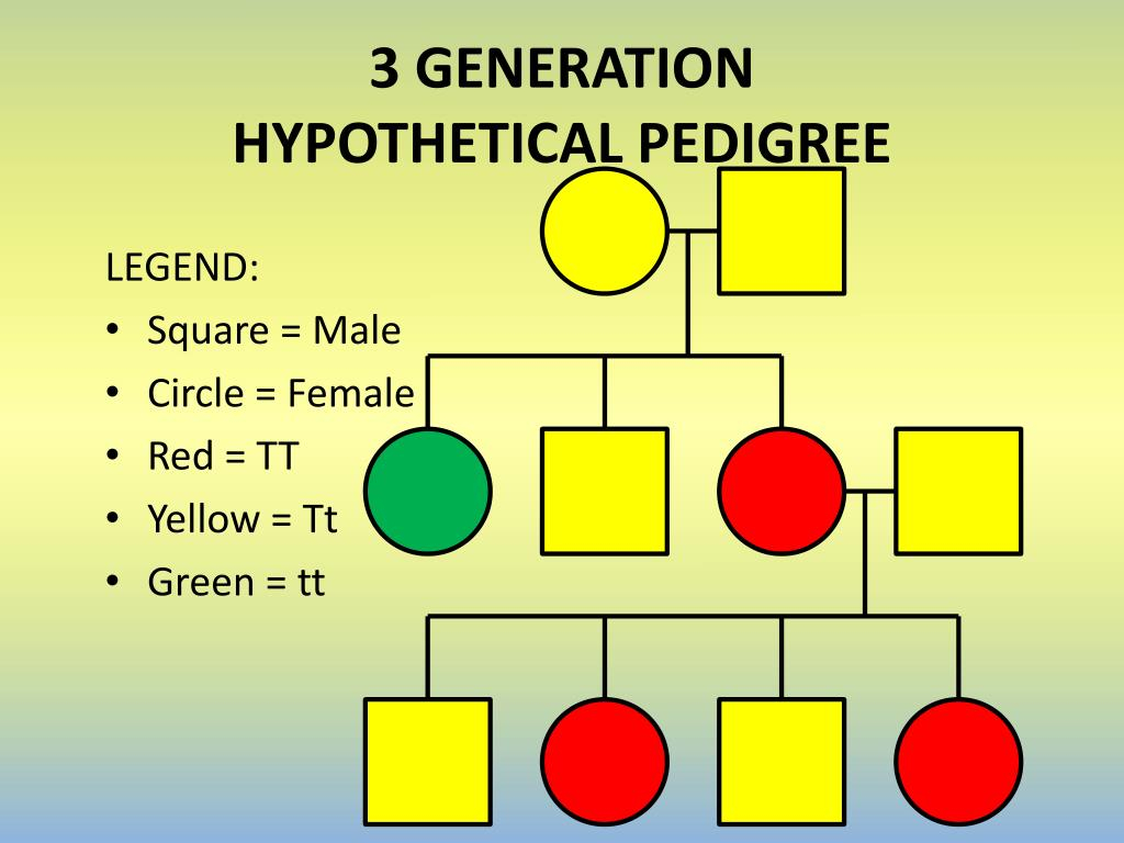 PPT TAY SACHS DISEASE PowerPoint Presentation Free Download ID 2743670