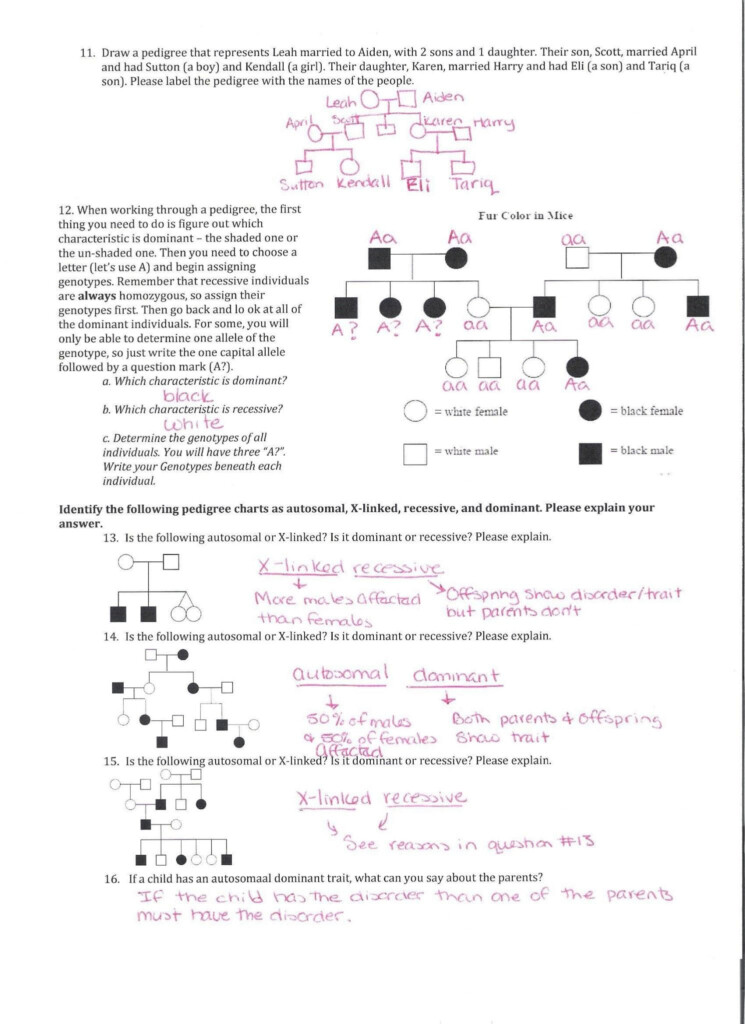 Practice Pedigree Charts Answer Key