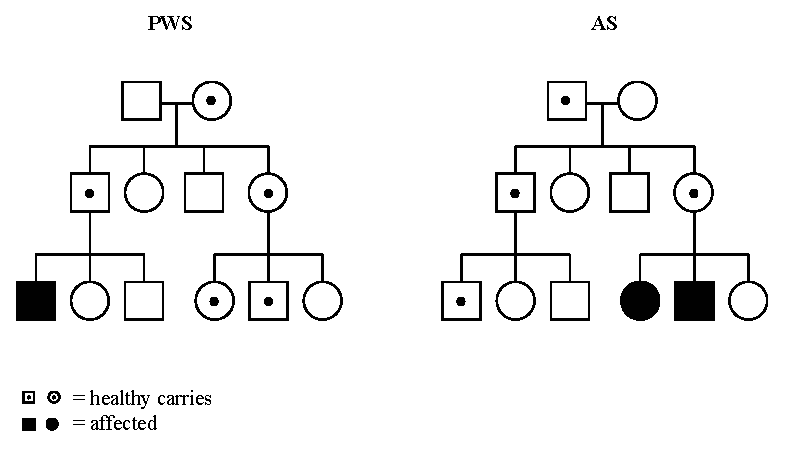 Prader Willi Syndrome Pedigree Chart A Visual Reference Of Charts 