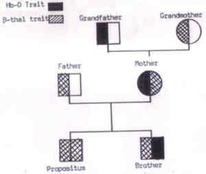 Prepare A Pedigree Chart For Blood Group Fig 12 A Classical Pedigree 