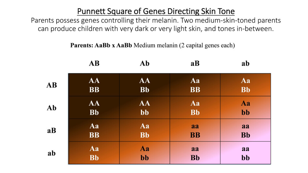Punnett Square Skin Color