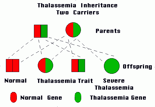 Q3 Beta Thalassemia