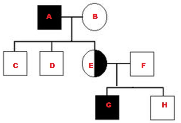Quia Benchmark Review Pedigree Charts Punnett Squares Flashcards