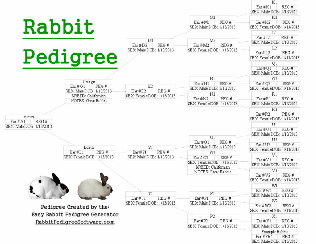 Rabbit Pedigree Created Using The Easy Rabbit Pedigree Generator 