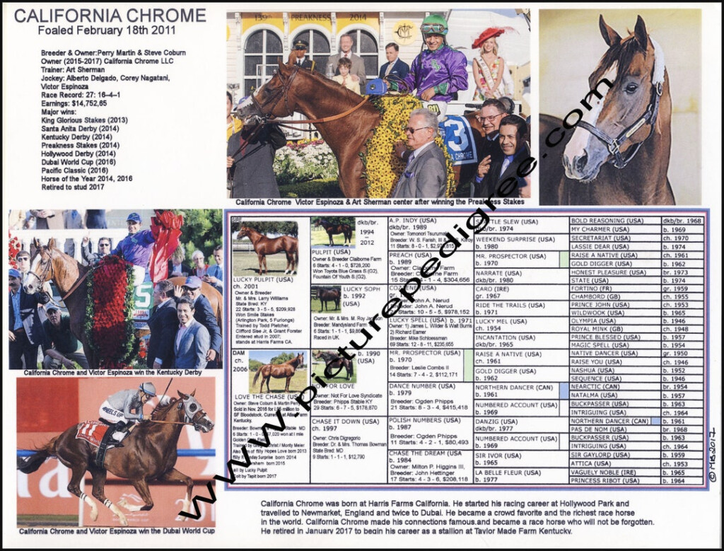 Race Horse California Chrome Picture Pedigree Chart 11 X8 5 Etsy