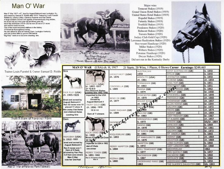 Race Horse Man O 39 War Picture Pedigree Photo Chart One Of The Greatest 