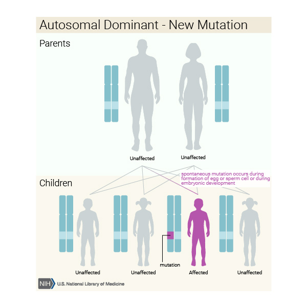Rapid onset Dystonia Parkinsonism MedlinePlus Genetics