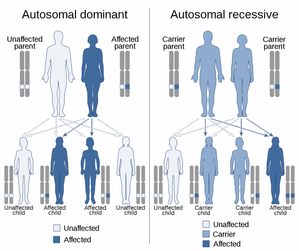 Recessive Vs Dominant Chart
