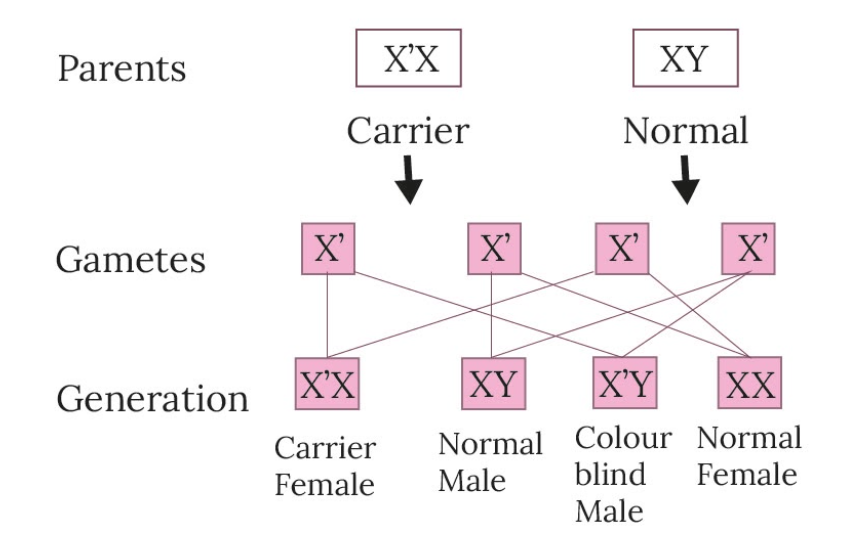 Red Green Color Blindness Inheritance Pattern Infoupdate
