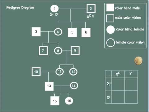 Red Green Color Blindness Inheritance Pattern Infoupdate