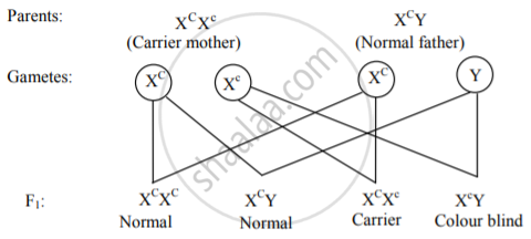 Red Green Color Blindness Inheritance Pattern Infoupdate