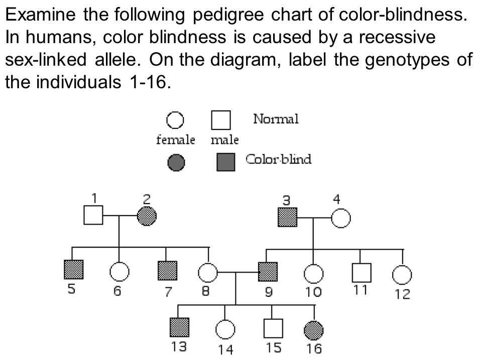 Red Green Color Blindness Pedigree Chart A Visual Reference Of Charts 