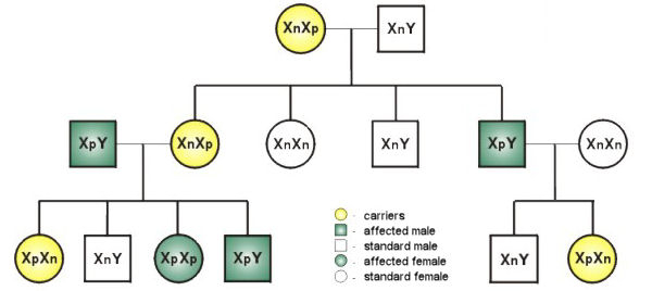 Red Green Color Blindness Pedigree Chart Fomo My XXX Hot Girl