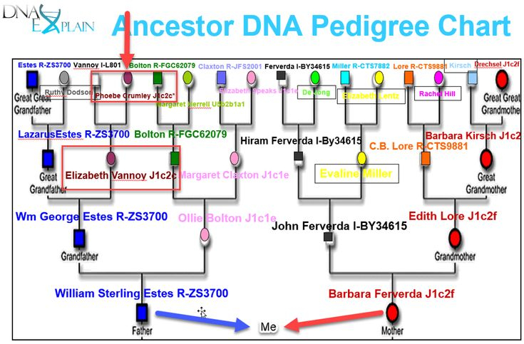 Roberta 39 s DNA Pedigree Chart 2019 Mitochondrial Dna Dna Dna Genealogy