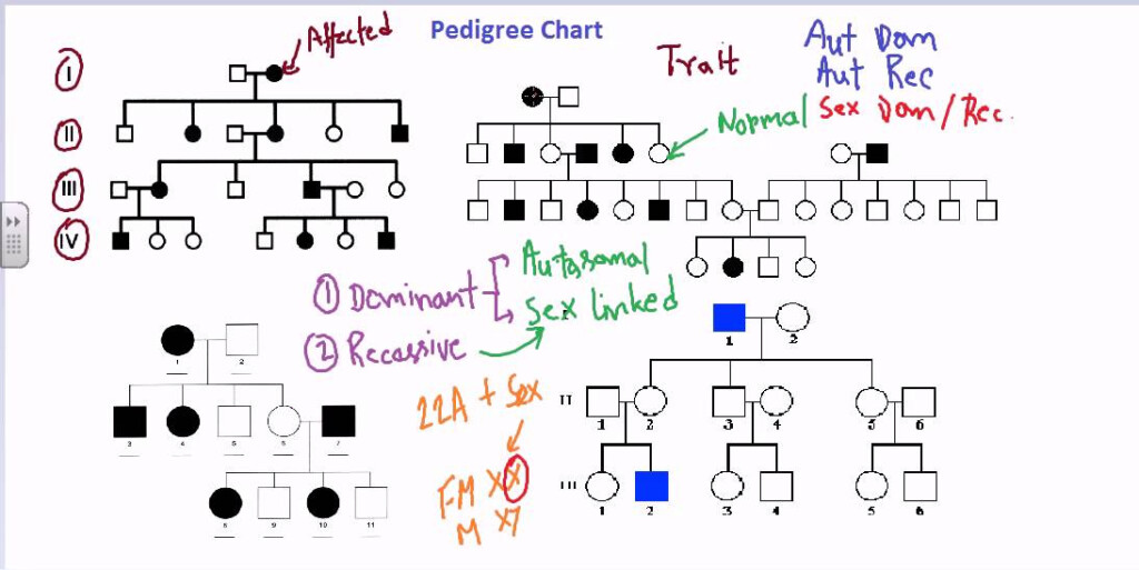 Sample Pedigree Chart A Visual Reference Of Charts Chart Master