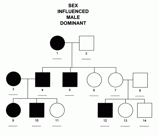Sex Influenced Male Dominant Inheritance Michigan Genetics Resource 