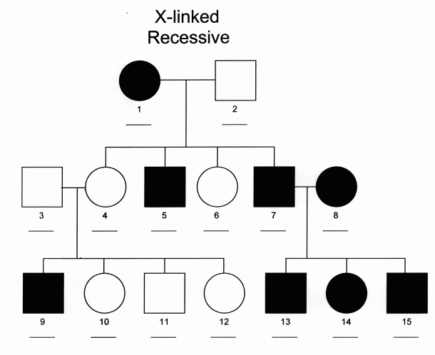 Sex X linked Recessive Inheritance Michigan Genetics Resource Center