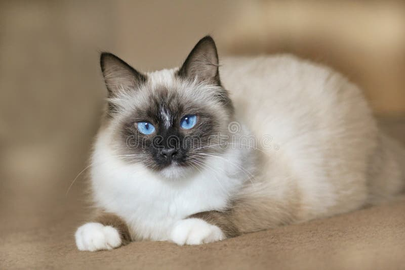Siberian Pedigree Cat With Blue Eyes Stock Photo Image Of Vertebrate 