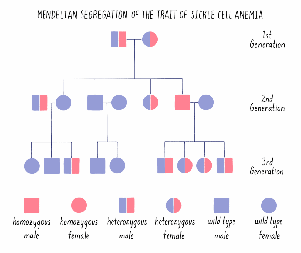 Sickle Cell Anemia Pedigree