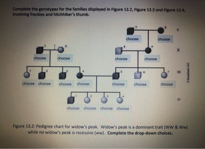 Solved Complete The Genotypes For The Families Displayed In Chegg