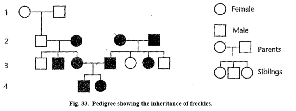 SOLVED Female Male 2 Parents 3 OL Jc Siblings 4 Fig 33 Pedigree 
