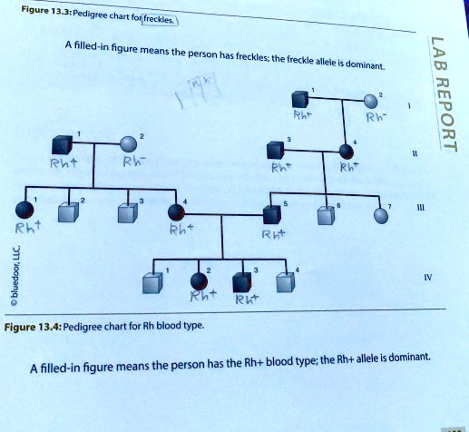 SOLVED Figure 13 3 Pedigire Chart For reckles Filled in Figure Means 