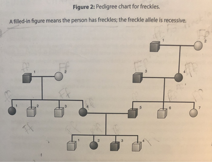 Solved Figure 2 Pedigree Chart For Freckles A Filled in Chegg