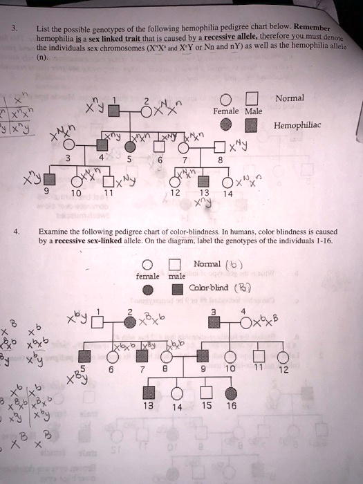 SOLVED List The Possible Genotypes Of The Following Hemophilia 