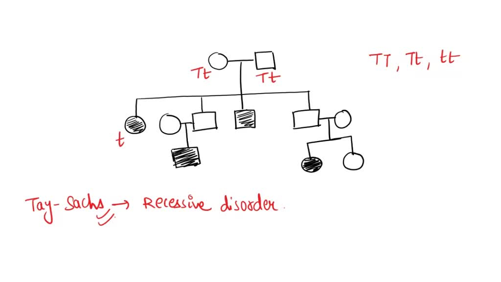 SOLVED The Following Pedigree Illustrates The Inheritance Of Tay Sachs 