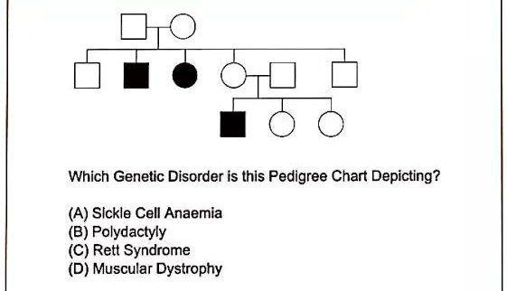 SOLVED Which Genetic Disorder Is This Pedigree Chart Depicting A 