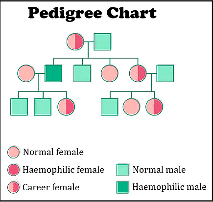 Study The Given Pedigree Chart For Sickle cell Ana