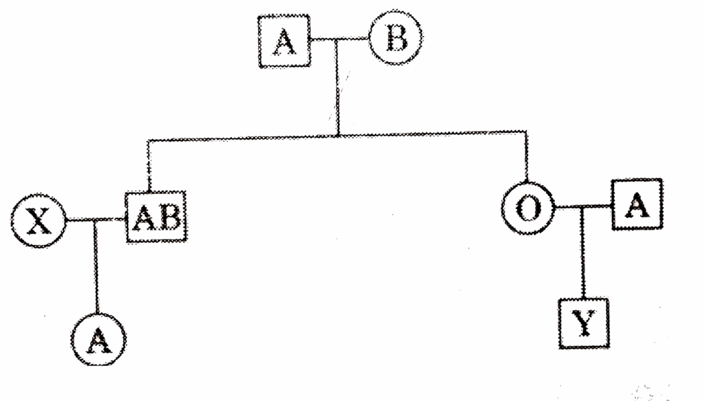 Study The Given Pedigree Chart Showing The Pattern Of Blood Group Inhe 