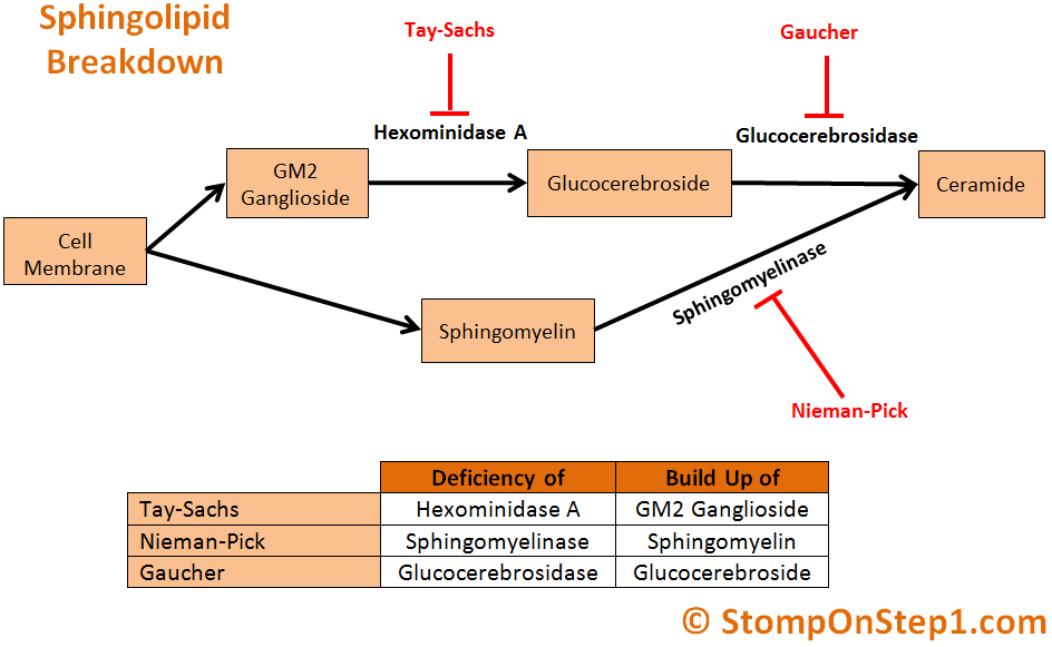 Tay Sachs Disease Gaucher Neiman Pick Stomp On Step1