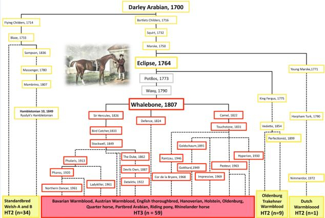 The Adam Of The Equine World Scientists Discover That Almost All 