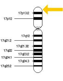 The Discovery Of Canavan Canavan Disease