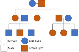 Three Generation Pedigree Chart